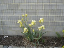 bel_iris_20211127_1729157712